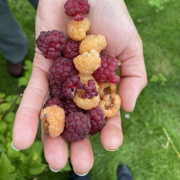 Rævsholm nærsværs og natur oplevelse